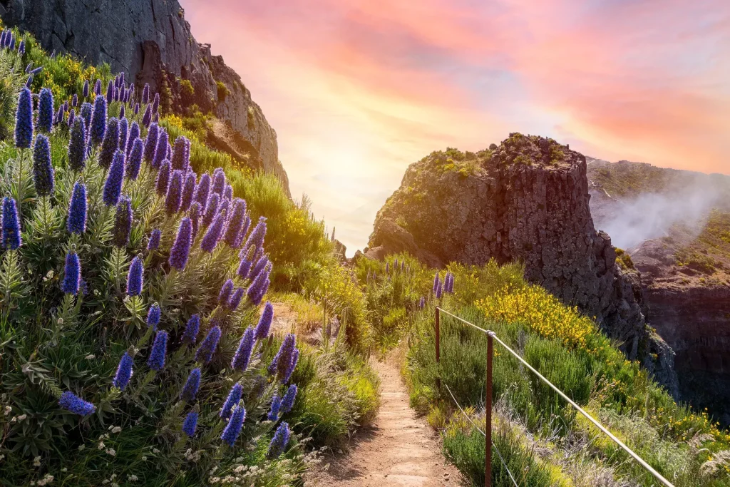 Un magnifique sentier de montagne parsemé de fleurs violettes, situé dans la région des Volcans, offrant une vue splendide sur la nature sauvage et les paysages environnants.